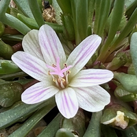 Lewisia glandulosa
